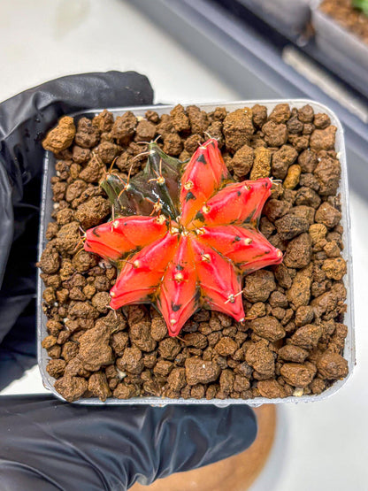 Gymnocalycium Mexican Cherry (gy17) (6) | Special Hybrid cactus