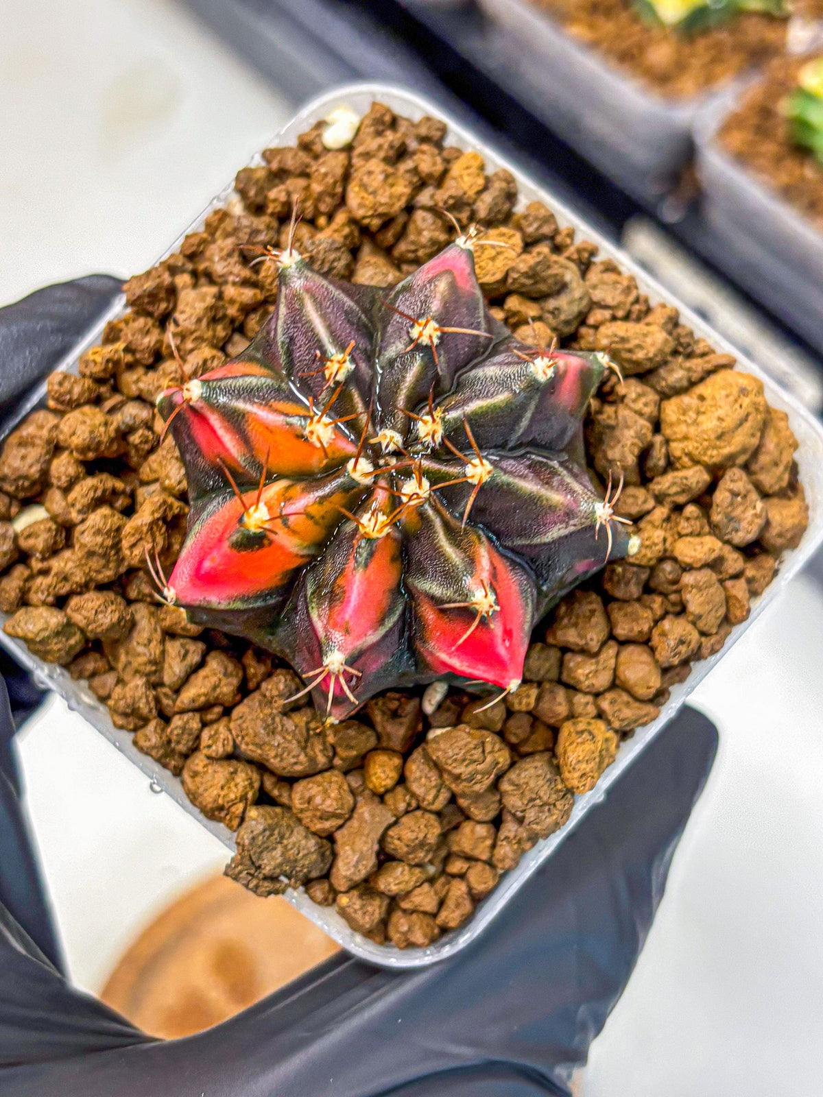 Gymnocalycium Black Pearl (gy17) (7) | Rare Hybrids