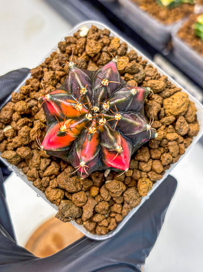 Gymnocalycium Black Pearl (gy17) (7) | Rare Hybrids