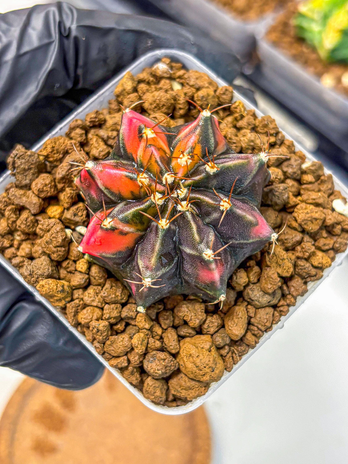 Gymnocalycium Black Pearl (gy17) (7) | Rare Hybrids