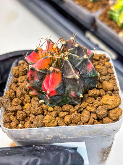 Gymnocalycium Black Pearl (gy17) (7) | Rare Hybrids