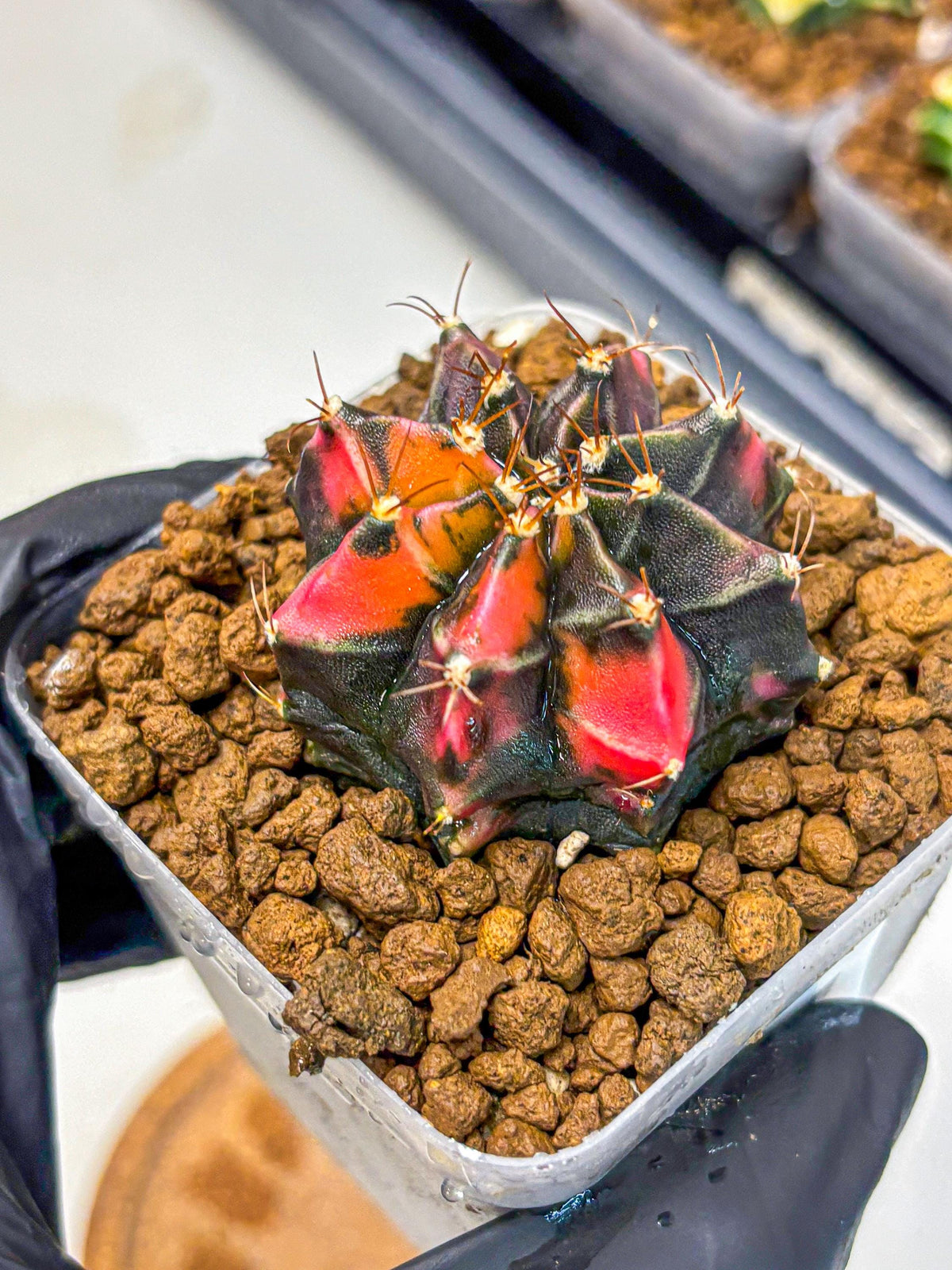 Gymnocalycium Black Pearl (gy17) (7) | Rare Hybrids
