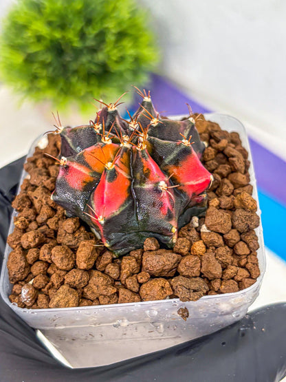 Gymnocalycium Black Pearl (gy17) (7) | Rare Hybrids
