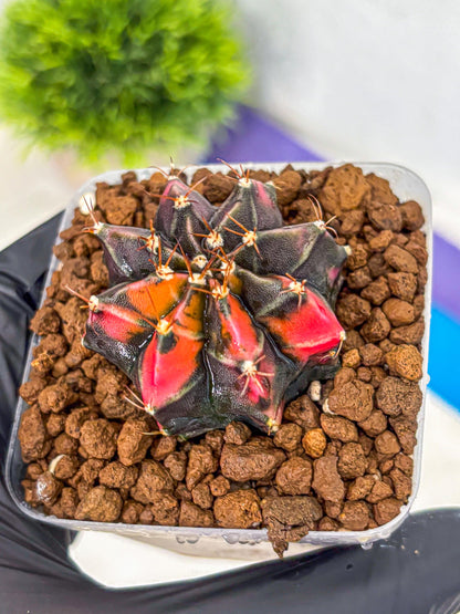 Gymnocalycium Black Pearl (gy17) (7) | Rare Hybrids