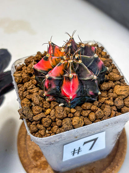 Gymnocalycium Black Pearl (gy17) (7) | Rare Hybrids