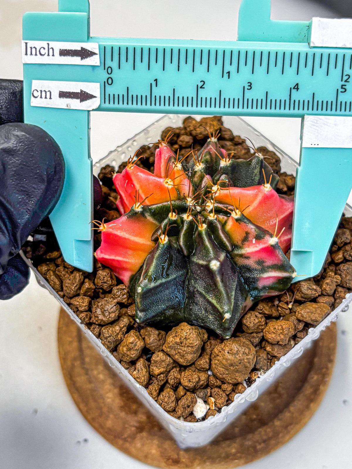 Gymnocalycium Black Pearl (gy17) (8) | Rare Hybrids