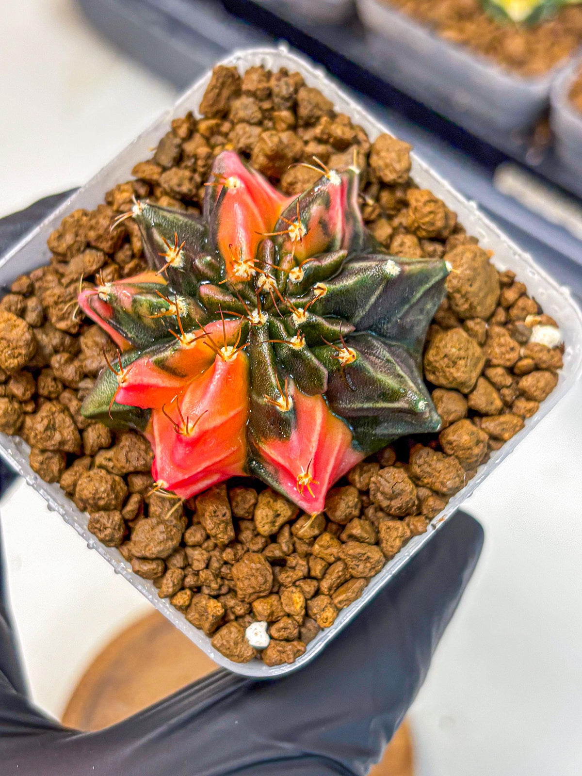 Gymnocalycium Black Pearl (gy17) (8) | Rare Hybrids