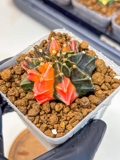 Gymnocalycium Black Pearl (gy17) (8) | Rare Hybrids