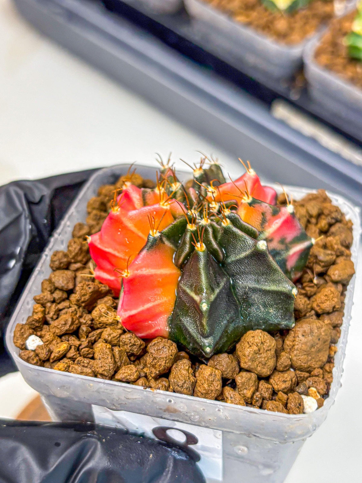 Gymnocalycium Black Pearl (gy17) (8) | Rare Hybrids