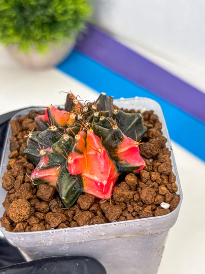 Gymnocalycium Black Pearl (gy17) (8) | Rare Hybrids
