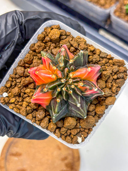 Gymnocalycium Black Pearl (gy17) (8) | Rare Hybrids