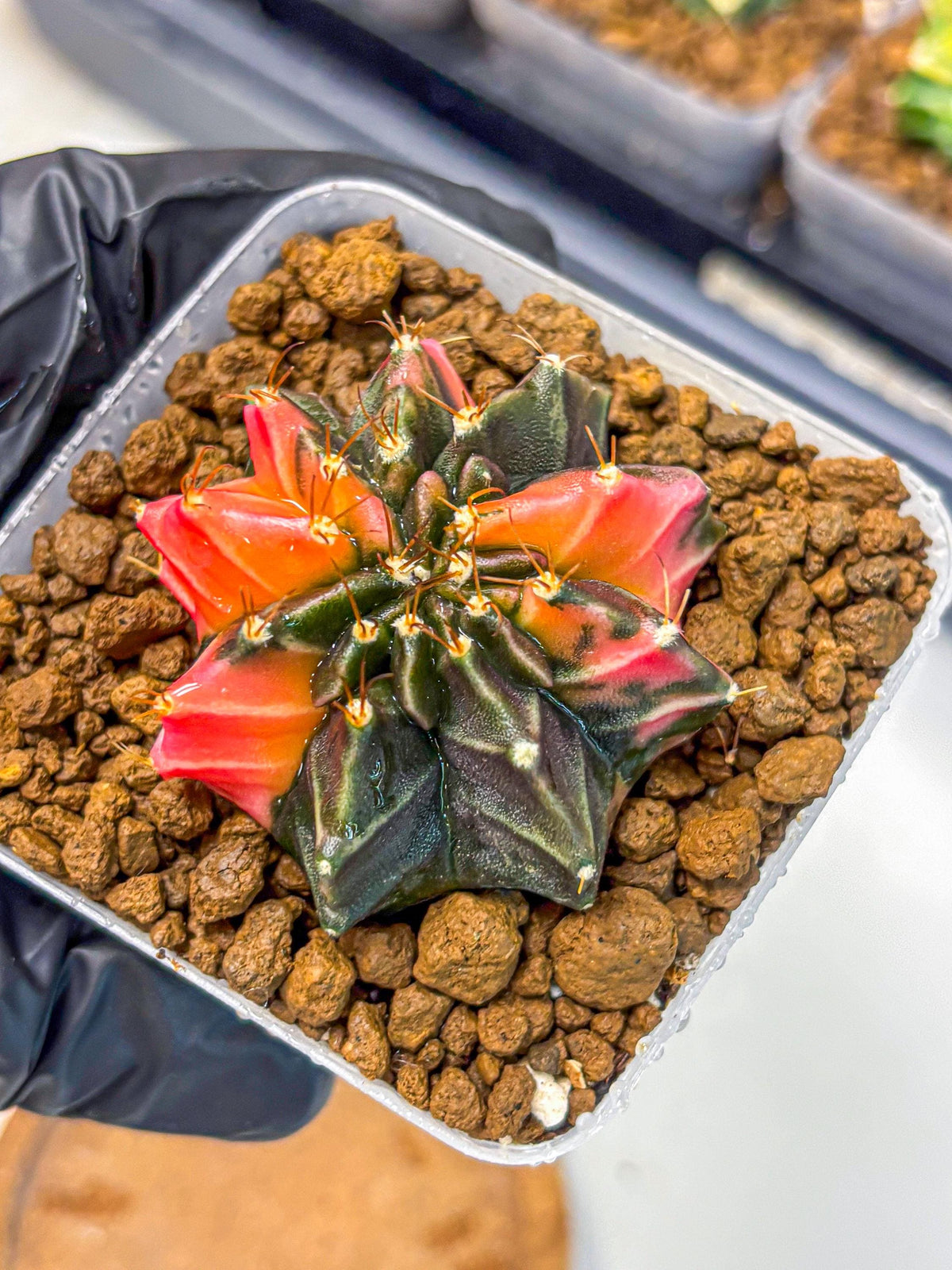 Gymnocalycium Black Pearl (gy17) (8) | Rare Hybrids