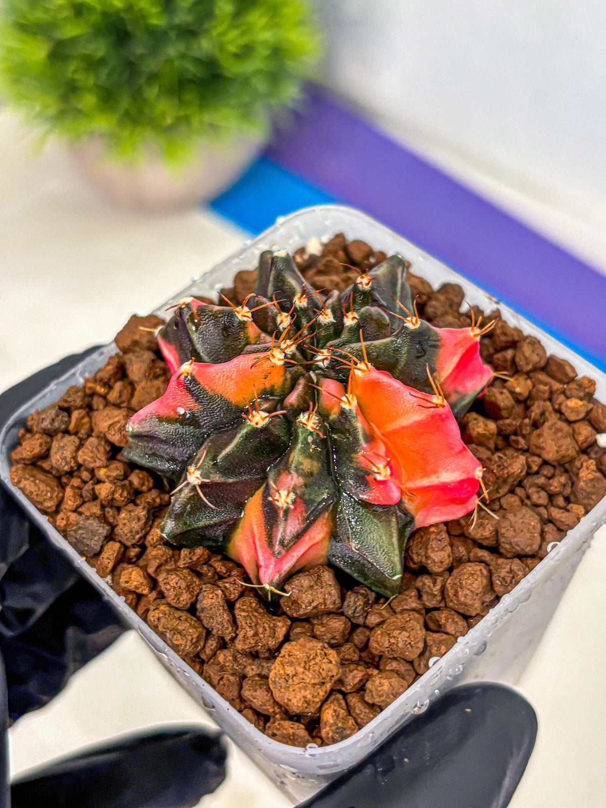 Gymnocalycium Black Pearl (gy17) (8) | Rare Hybrids
