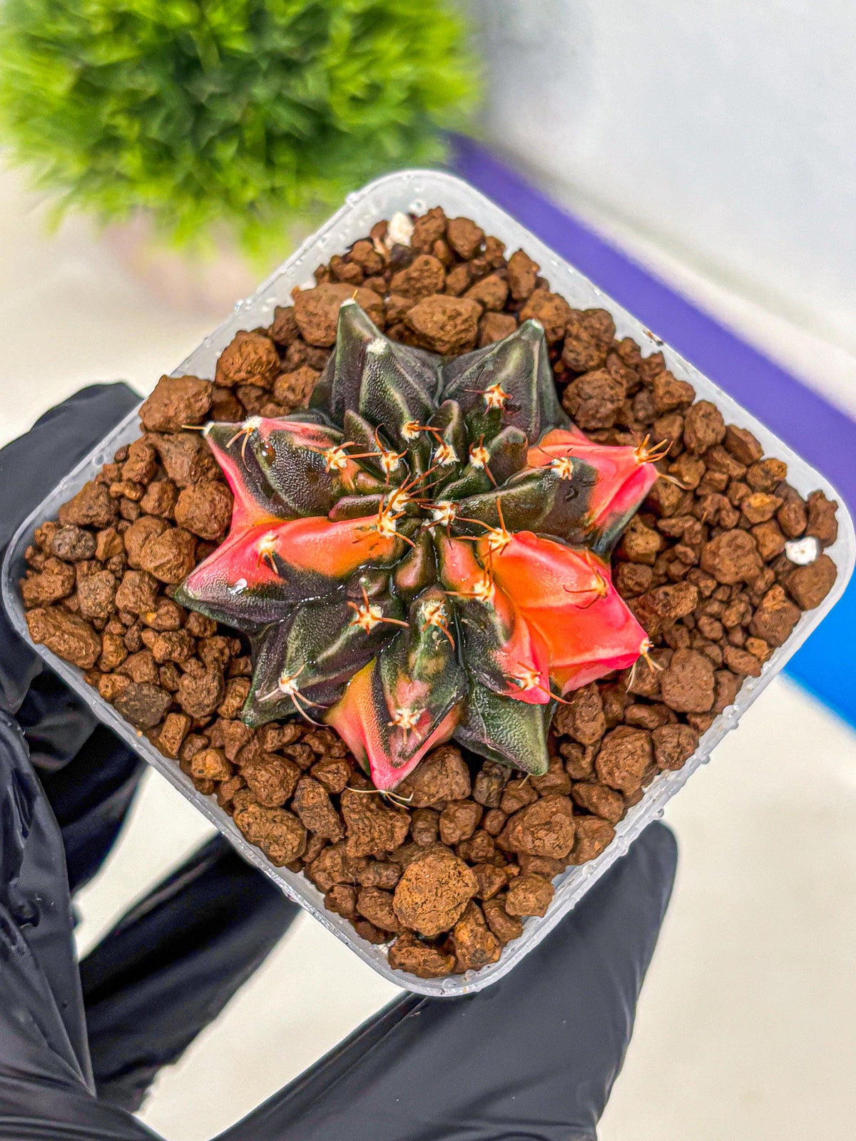 Gymnocalycium Black Pearl (gy17) (8) | Rare Hybrids