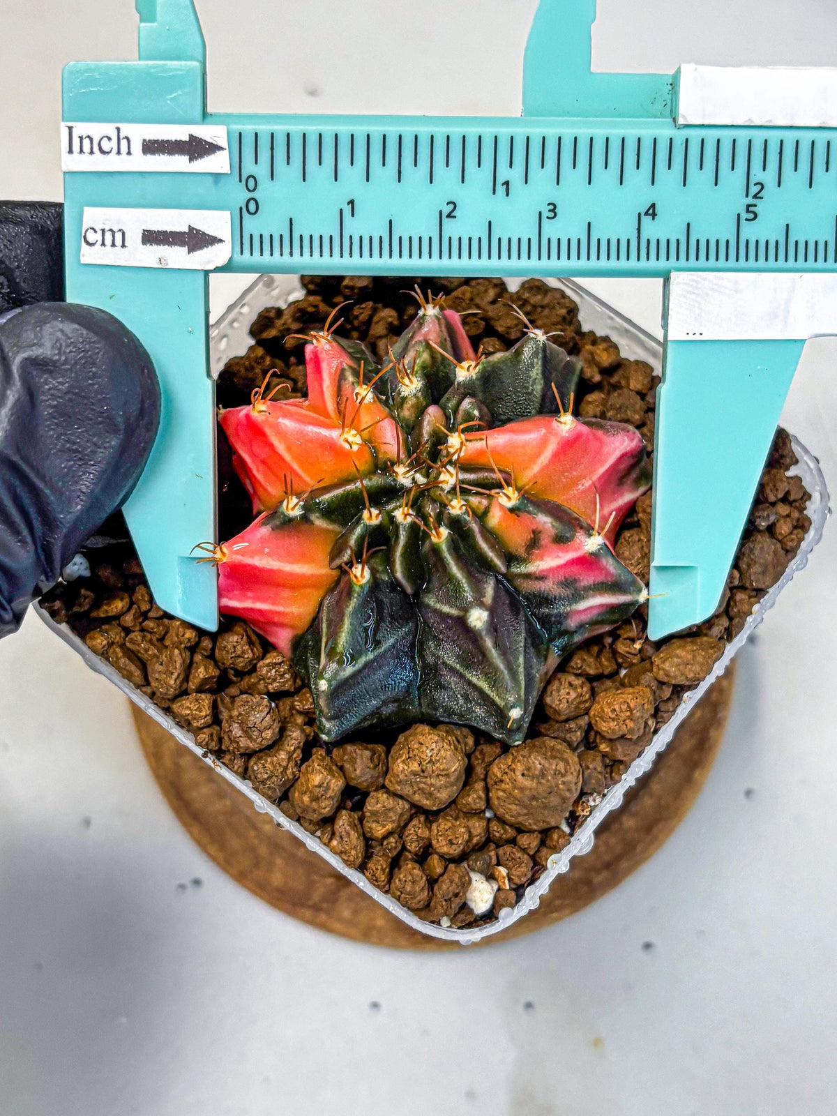 Gymnocalycium Black Pearl (gy17) (8) | Rare Hybrids