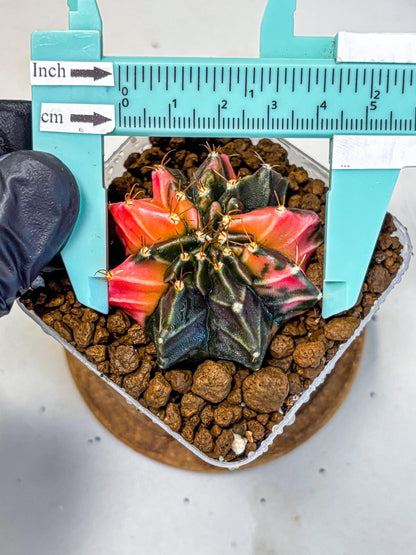 Gymnocalycium Black Pearl (gy17) (8) | Rare Hybrids