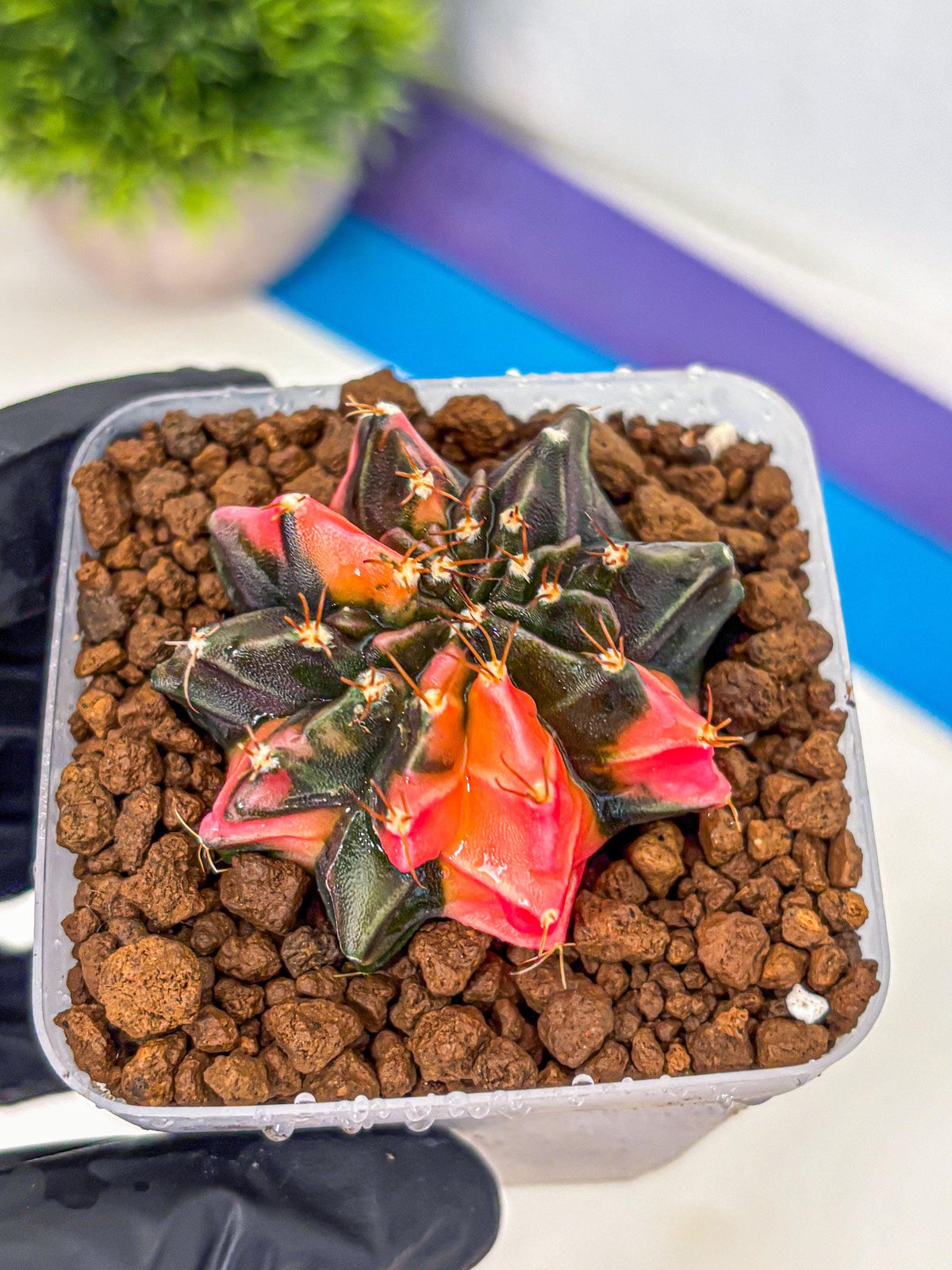Gymnocalycium Black Pearl (gy17) (8) | Rare Hybrids