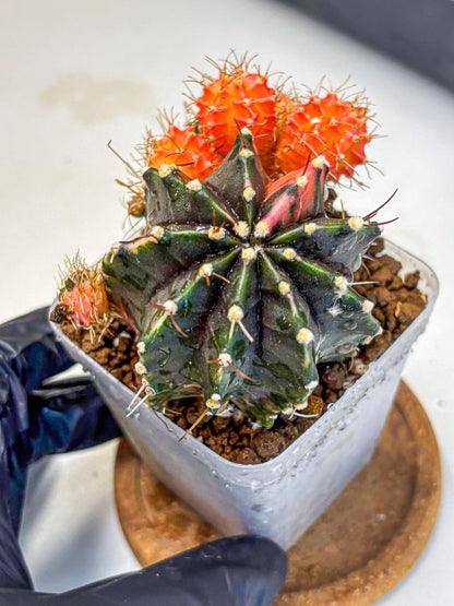 Gymnocalycium Emerald (gy17) (12) | Special Hybrid cactus