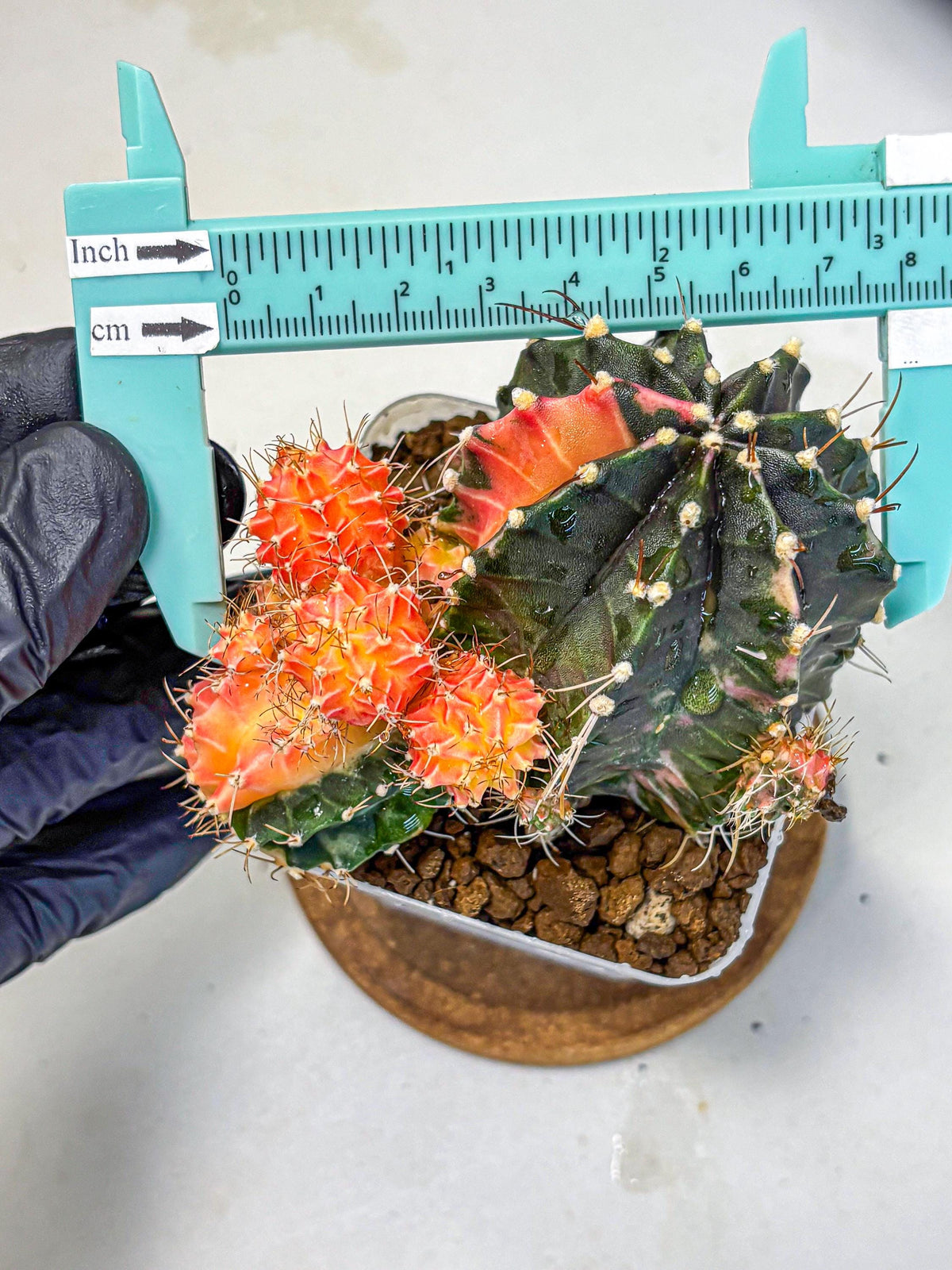 Gymnocalycium Emerald (gy17) (12) | Special Hybrid cactus