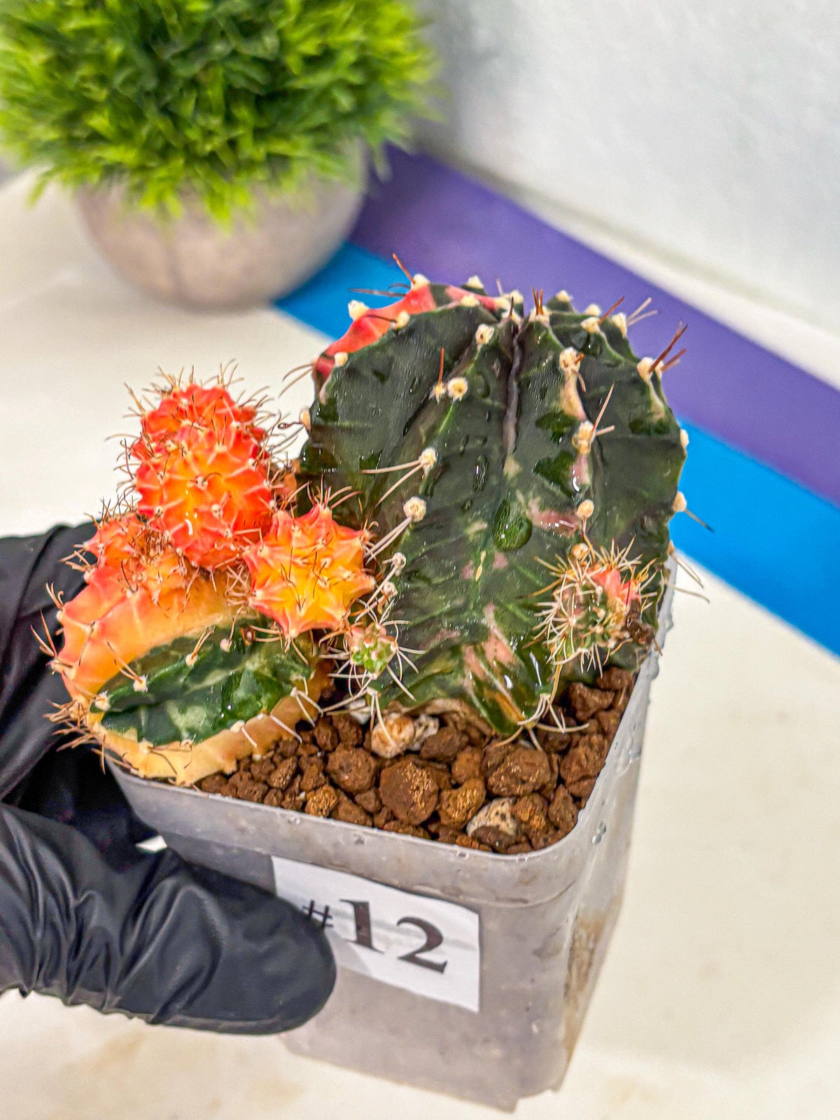 Gymnocalycium Emerald (gy17) (12) | Special Hybrid cactus