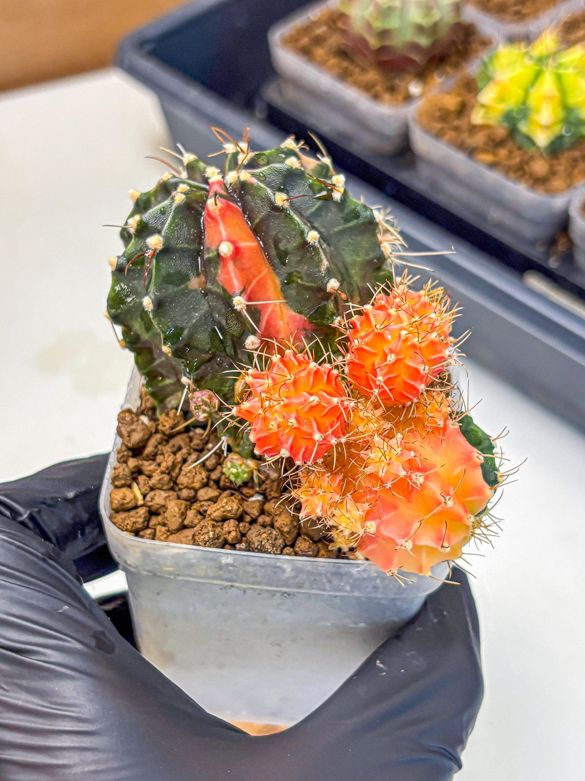 Gymnocalycium Emerald (gy17) (12) | Special Hybrid cactus