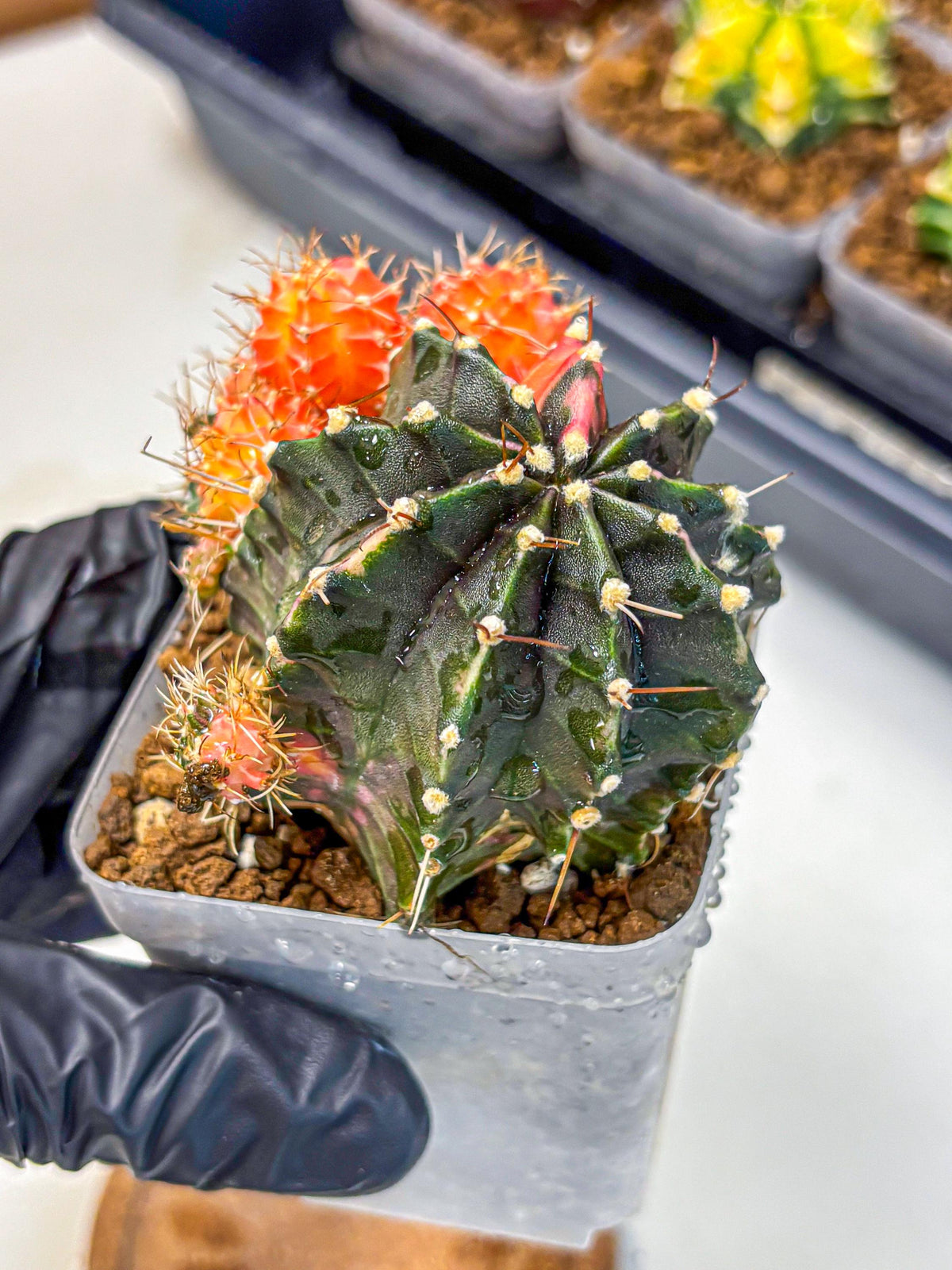 Gymnocalycium Emerald (gy17) (12) | Special Hybrid cactus