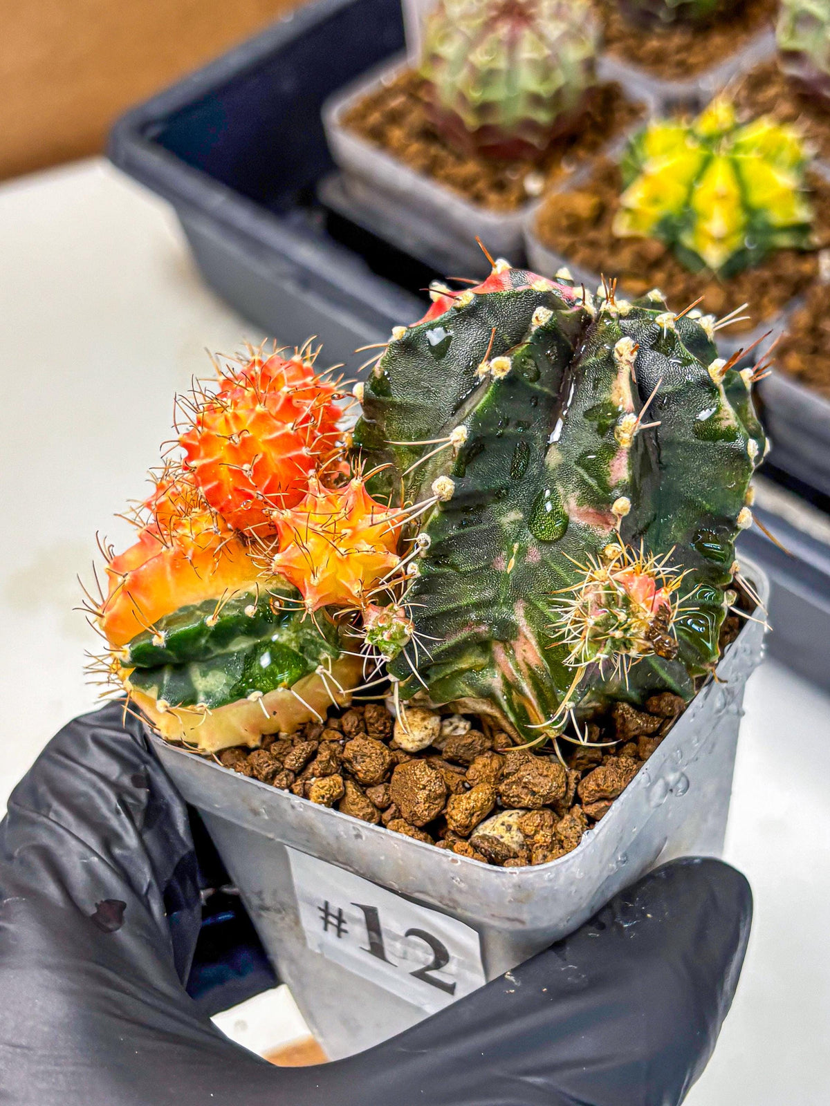 Gymnocalycium Emerald (gy17) (12) | Special Hybrid cactus