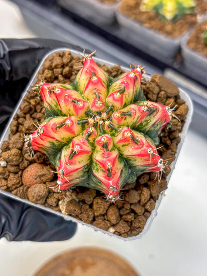 Gymnocalycium Multicolor (gy17) (13) | Special Hybrid cactus