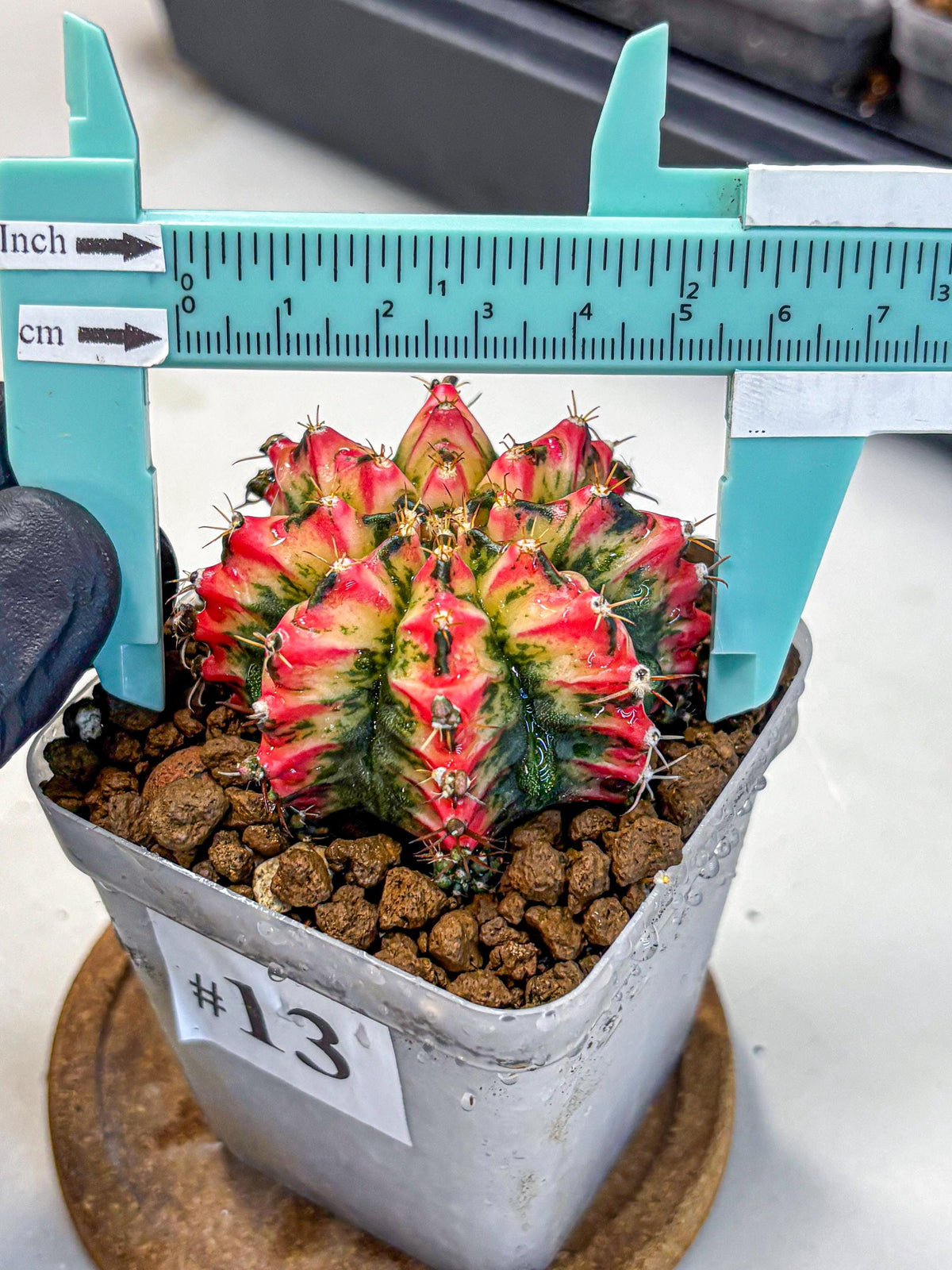 Gymnocalycium Multicolor (gy17) (13) | Special Hybrid cactus