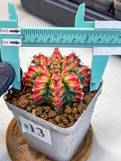 Gymnocalycium Multicolor (gy17) (13) | Special Hybrid cactus