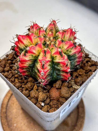 Gymnocalycium Multicolor (gy17) (13) | Special Hybrid cactus