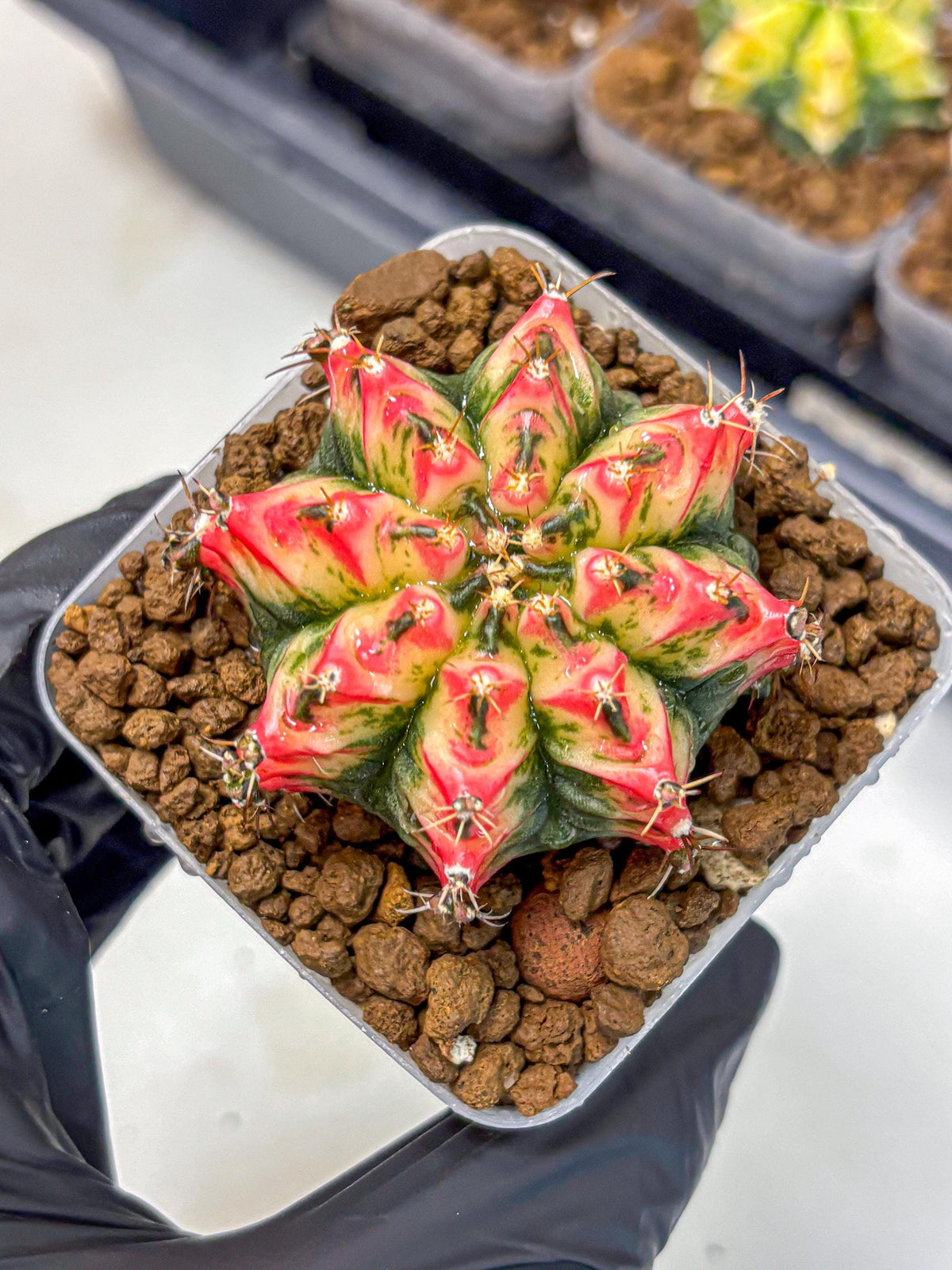 Gymnocalycium Multicolor (gy17) (13) | Special Hybrid cactus