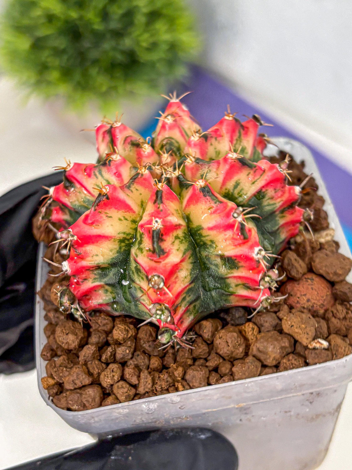 Gymnocalycium Multicolor (gy17) (13) | Special Hybrid cactus