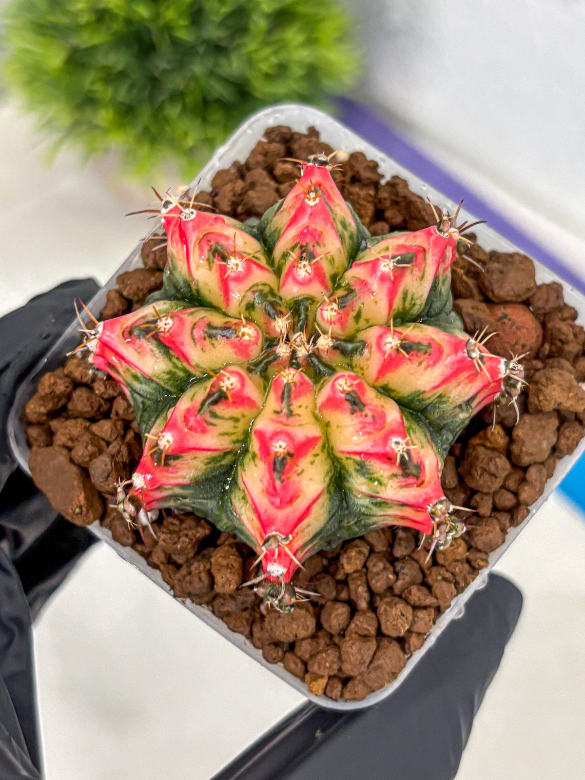 Gymnocalycium Multicolor (gy17) (13) | Special Hybrid cactus