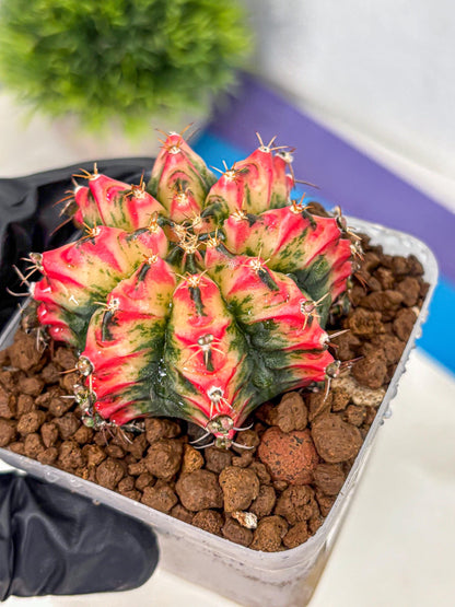 Gymnocalycium Multicolor (gy17) (13) | Special Hybrid cactus