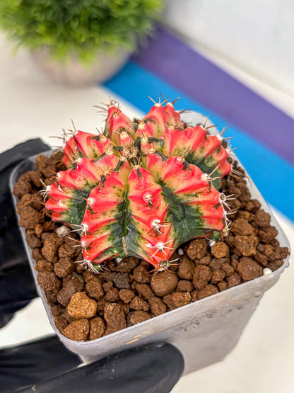 Gymnocalycium Multicolor (gy17) (15) | Special Hybrid cactus
