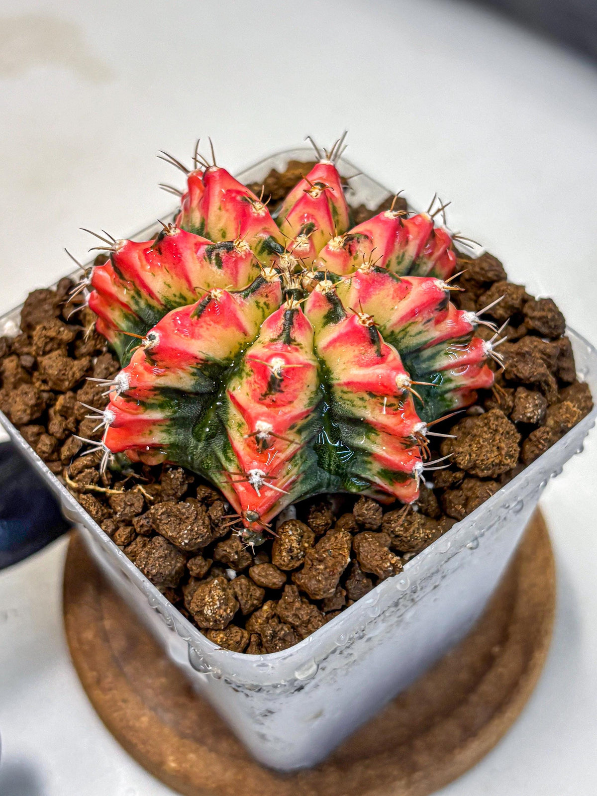 Gymnocalycium Multicolor (gy17) (15) | Special Hybrid cactus