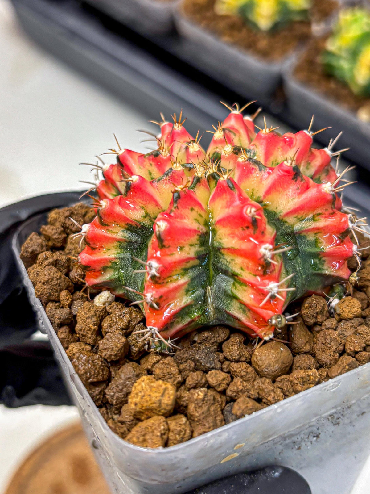 Gymnocalycium Multicolor (gy17) (15) | Special Hybrid cactus