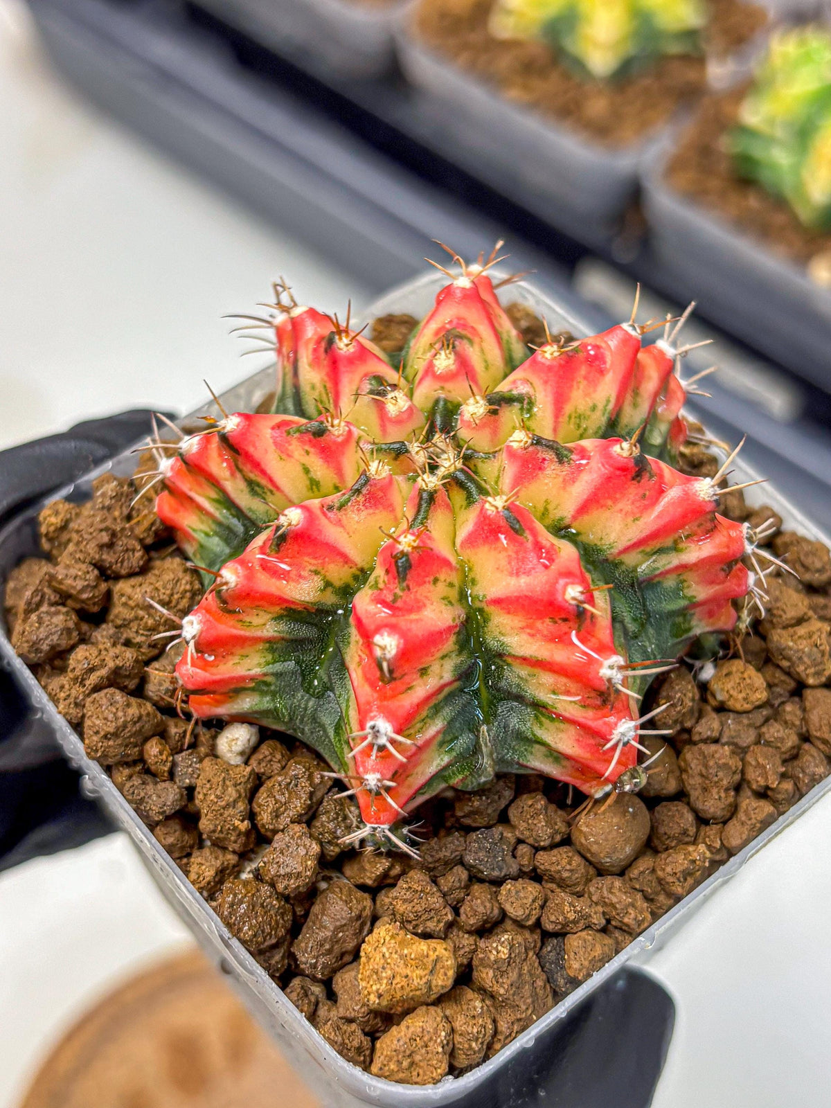 Gymnocalycium Multicolor (gy17) (15) | Special Hybrid cactus
