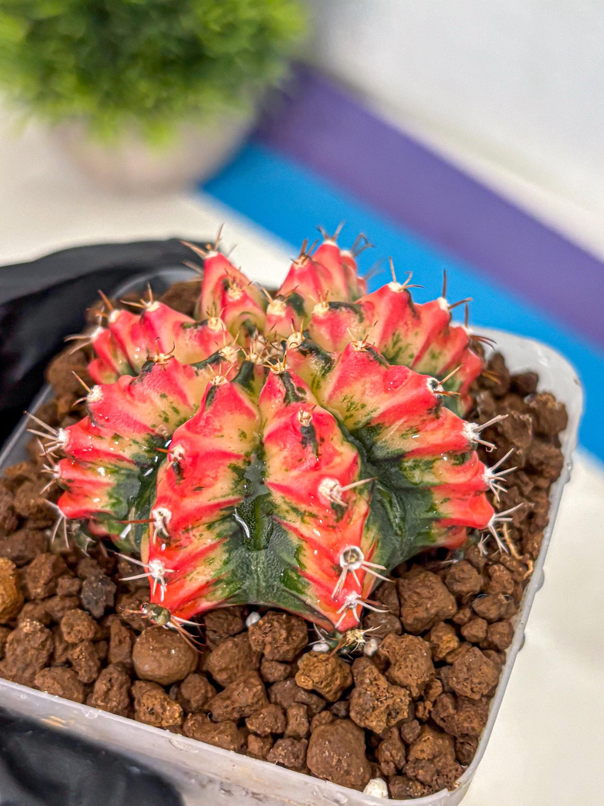 Gymnocalycium Multicolor (gy17) (15) | Special Hybrid cactus