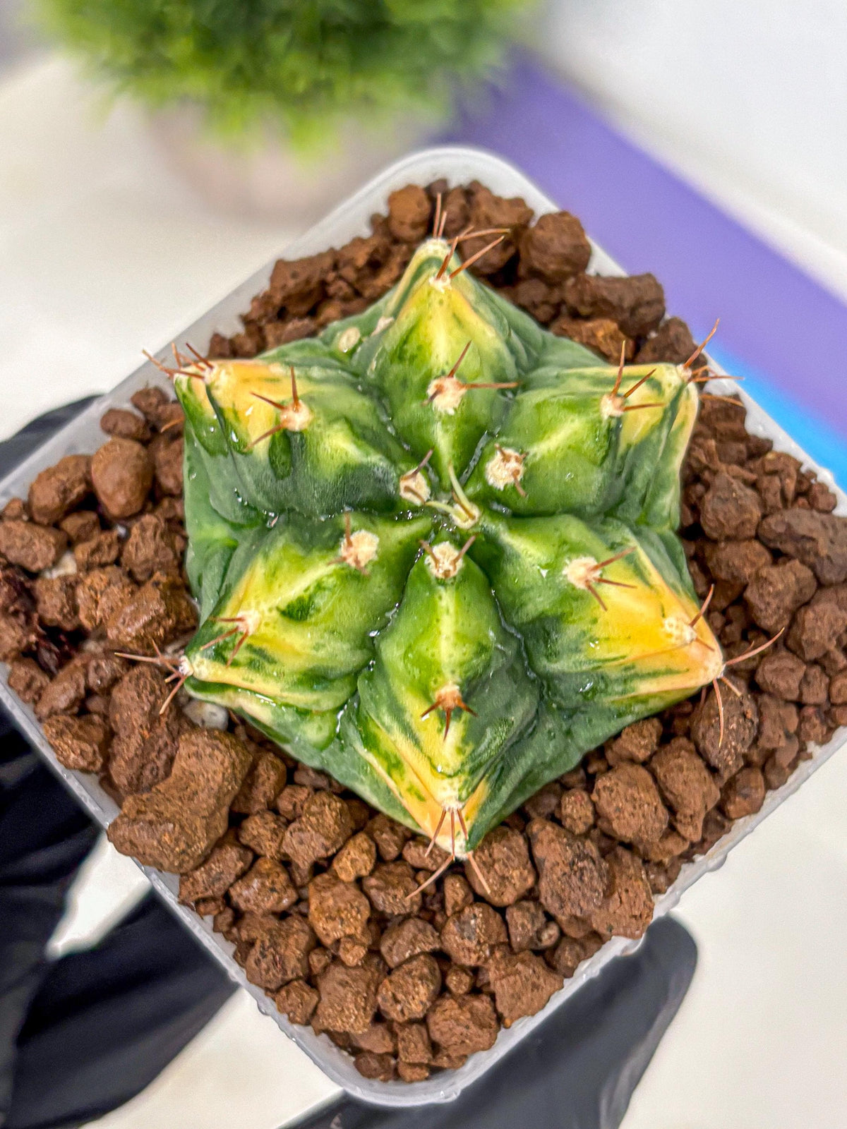 Gymnocalycium Saffron (gy17) (16) | Special Hybrid cactus