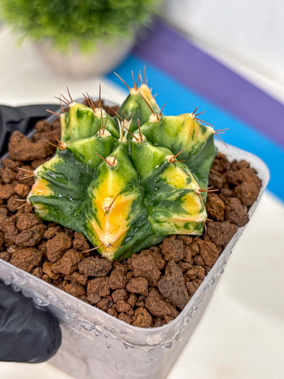 Gymnocalycium Saffron (gy17) (16) | Special Hybrid cactus