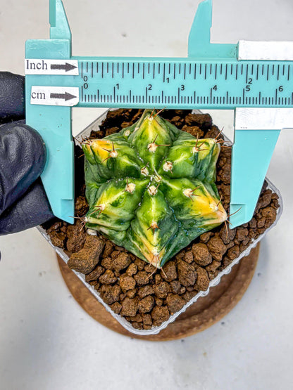 Gymnocalycium Saffron (gy17) (16) | Special Hybrid cactus
