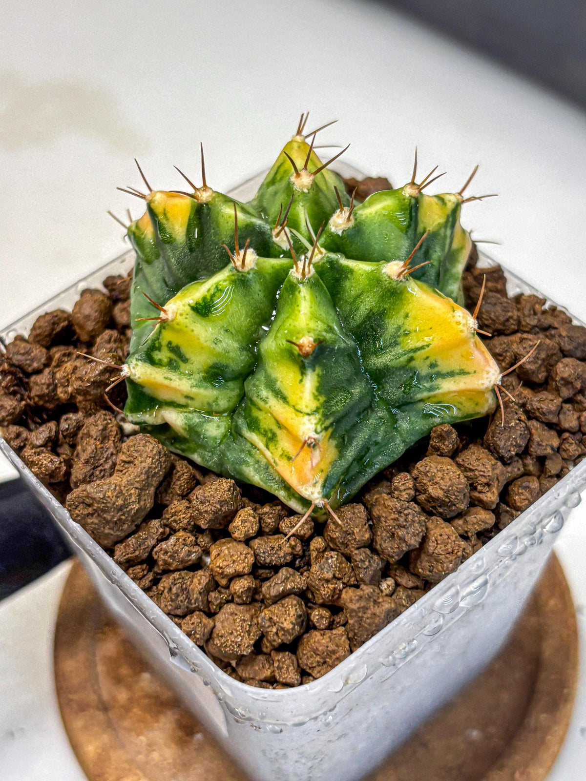 Gymnocalycium Saffron (gy17) (16) | Special Hybrid cactus
