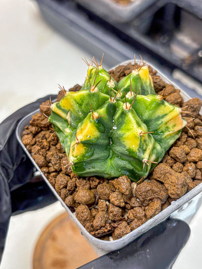 Gymnocalycium Saffron (gy17) (16) | Special Hybrid cactus