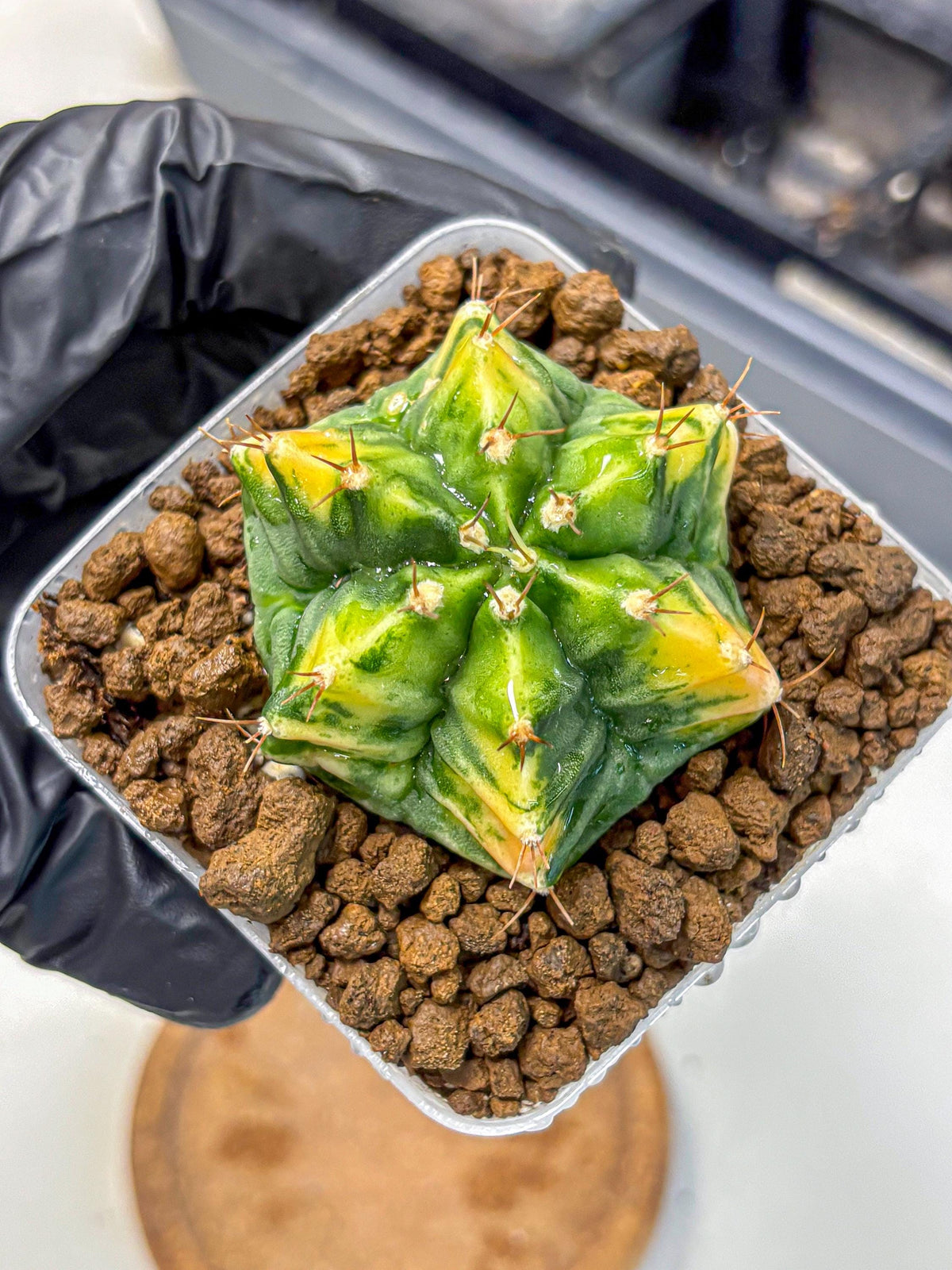 Gymnocalycium Saffron (gy17) (16) | Special Hybrid cactus