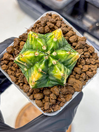 Gymnocalycium Saffron (gy17) (16) | Special Hybrid cactus