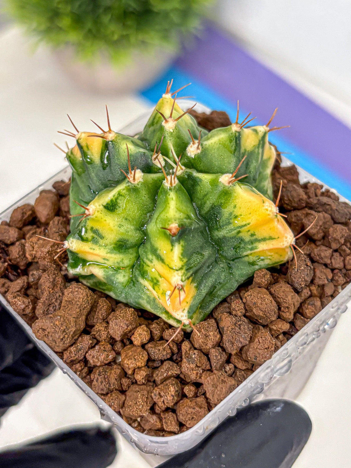 Gymnocalycium Saffron (gy17) (16) | Special Hybrid cactus