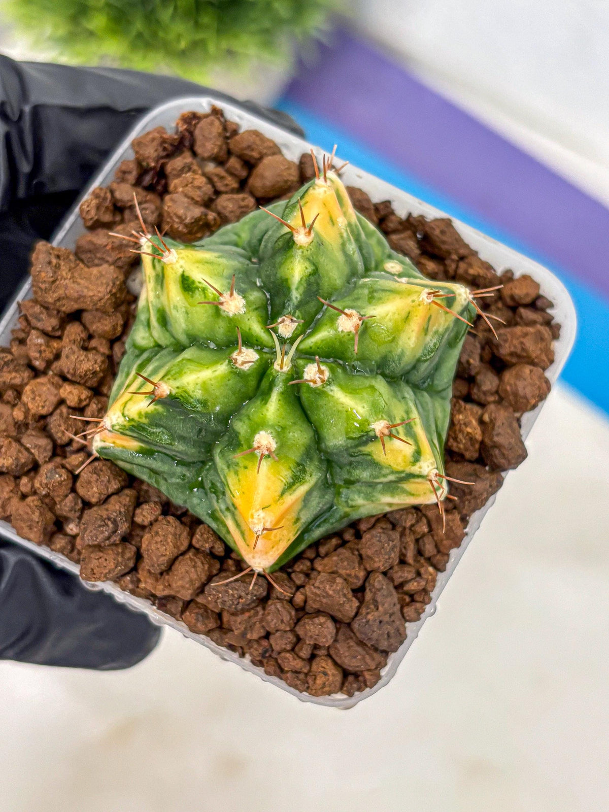Gymnocalycium Saffron (gy17) (16) | Special Hybrid cactus