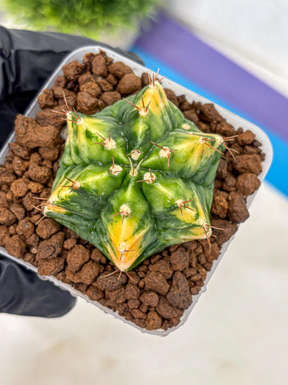 Gymnocalycium Saffron (gy17) (16) | Special Hybrid cactus